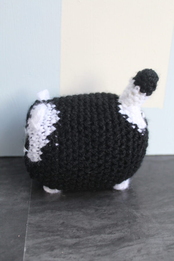 Cat - Image 6